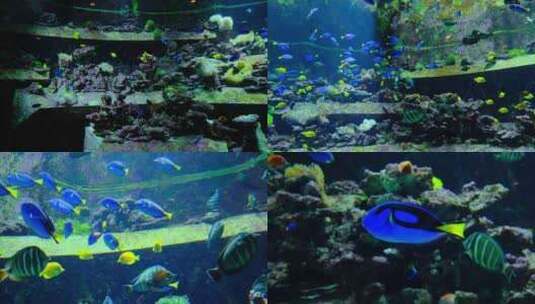 鱼群海洋馆水族馆海底世界高清在线视频素材下载