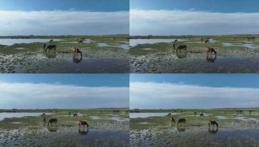 航拍呼伦贝尔秋天的草原马群355高清在线视频素材下载