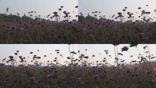 一片紫色马鞭草花海高清在线视频素材下载