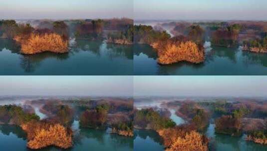 杭州西溪湿地莲滩鹭影苍鹭高清在线视频素材下载