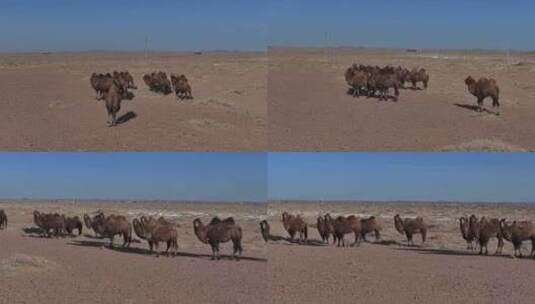 戈壁骆驼群1高清在线视频素材下载
