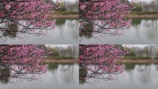 下雪天湖边盛开的梅花高清在线视频素材下载