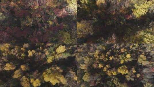 秋景秋色秋季红叶金秋森林风光树林高清在线视频素材下载