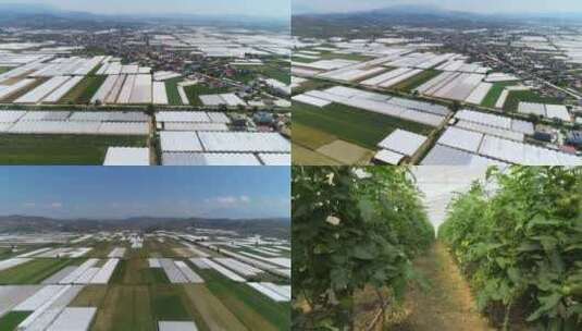 新农村新农业成片的塑料大棚种植基地高清在线视频素材下载