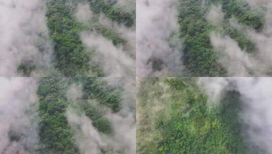 俯拍森林 森林云雾高清在线视频素材下载