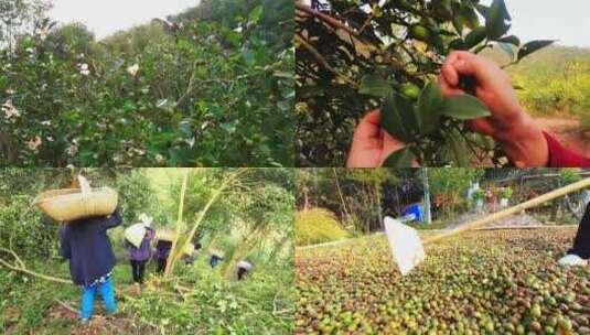 油茶树油茶果油茶基地实拍高清在线视频素材下载