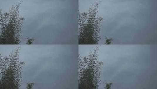 春天李花，竹林烟雨高清在线视频素材下载