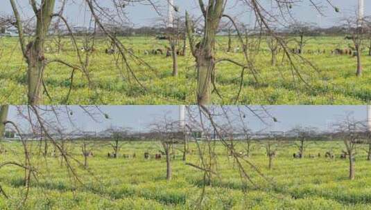 中国广东省广州市南沙区东涌油菜花高清在线视频素材下载