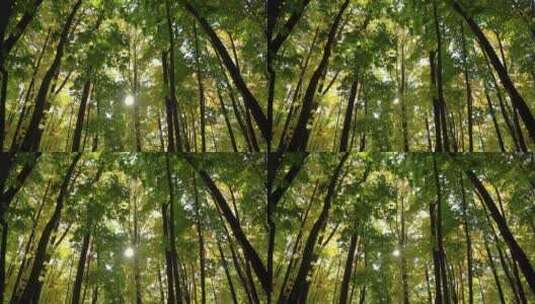 阳关洒在绿色的森林高清在线视频素材下载