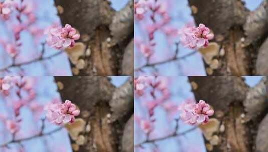 春天盛开的粉色桃花碧桃花朵特写高清在线视频素材下载