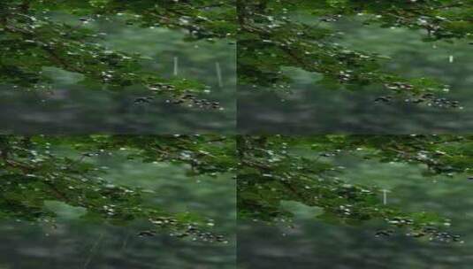 雨中的植物滴着水珠高清在线视频素材下载