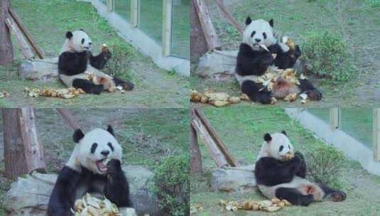 动物园大熊猫吃竹笋视频合集高清在线视频素材下载
