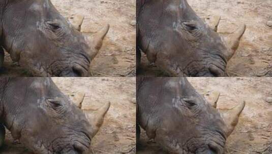 泰国考丘开放动物园的犀牛躺在地上高清在线视频素材下载