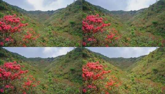 大山延时日出银河森林等高清在线视频素材下载