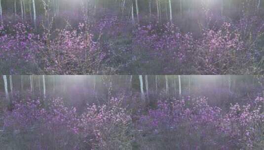 春季森林杜鹃红高清在线视频素材下载