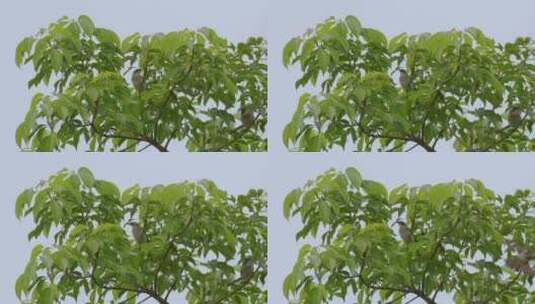 鸟鸟儿鸟类小鸟从树枝上飞走高清在线视频素材下载