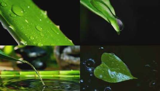 大自然雨露植物水滴落下特写高清在线视频素材下载