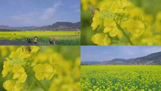 春天的气息 七彩油菜花 蜜蜂 花海田间游客高清在线视频素材下载