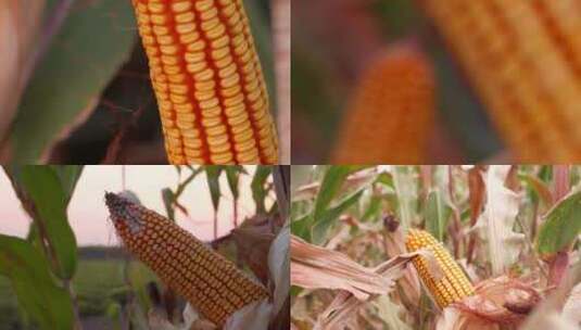 玉米地玉米特写 农田新鲜玉米生长高清在线视频素材下载