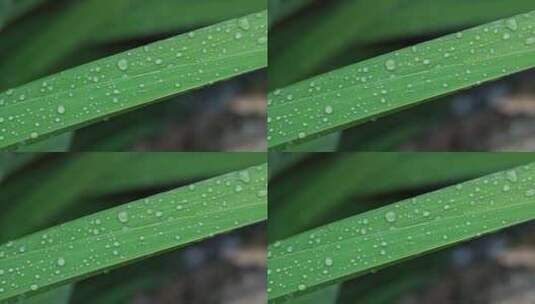 雨天植物叶子上的露珠高清在线视频素材下载