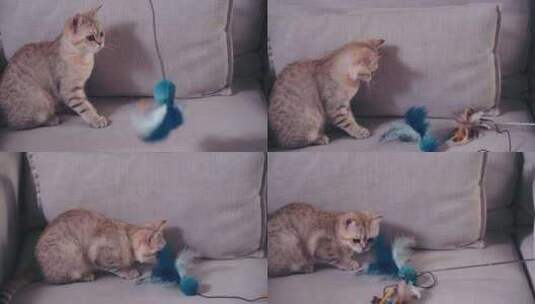 在客厅沙发逗猫金渐层幼猫玩耍高清在线视频素材下载