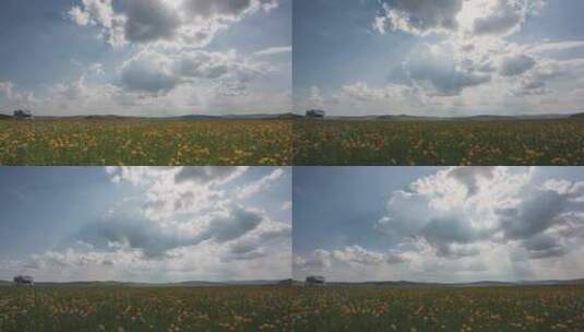 草原花朵延时摄影高清在线视频素材下载