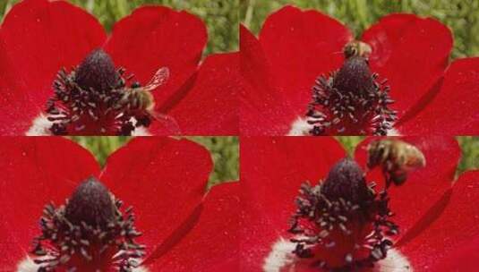 蜜蜂，花，海葵，飞行高清在线视频素材下载