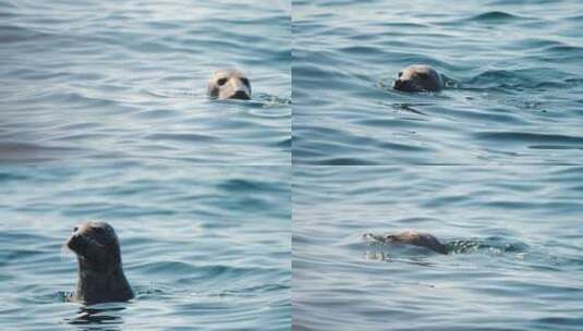 法国，海豹，海洋，海高清在线视频素材下载