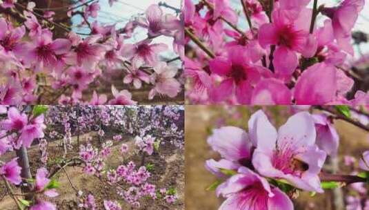 实景 盛开的桃花和穿梭花间采蜜的蜜蜂高清在线视频素材下载