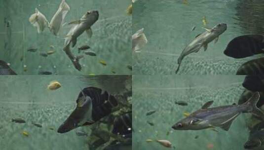 长丝巨鲇虎头鲨水族馆海洋馆鱼缸特写高清在线视频素材下载