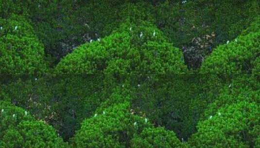 广东红树林湿地 海边红树林 候鸟栖息地航拍高清在线视频素材下载