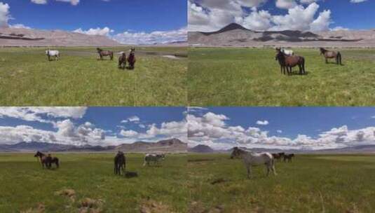 西藏阿里地区牛羊成群高清在线视频素材下载