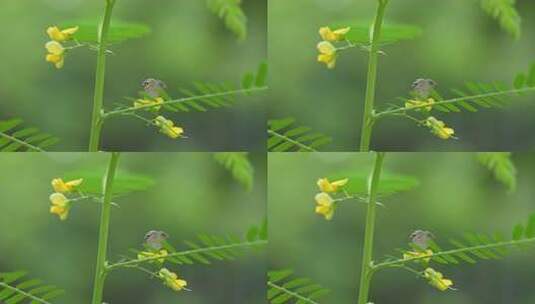 花朵上的蝴蝶实拍高清在线视频素材下载