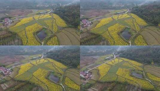 六安霍山菊花花海高清在线视频素材下载