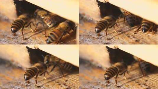 蜂 蜜蜂 特写 光影 采蜜蜂 人工养殖高清在线视频素材下载
