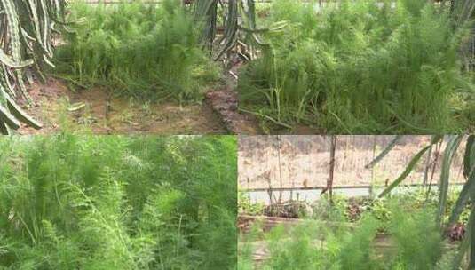 三农 农业 蔬菜 种植 植物高清在线视频素材下载