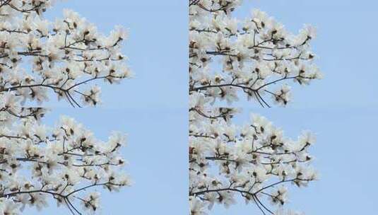 风吹玉兰花蓝天背景素材高清在线视频素材下载