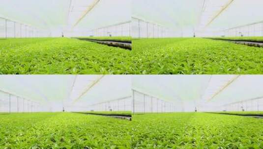 温室大棚内的蔬菜种植景象高清在线视频素材下载