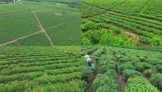 航拍海南白沙茶园视频高清在线视频素材下载