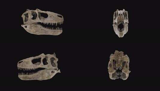 逼真的恐龙头骨阿尔法环高清在线视频素材下载