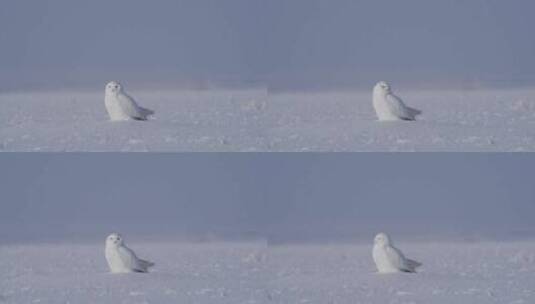 高清雪鸮视频高清在线视频素材下载