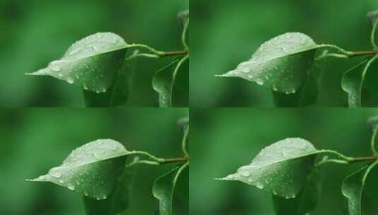 树叶上的雨滴高清在线视频素材下载