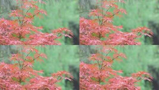 春天风中摇曳的枫叶高清在线视频素材下载
