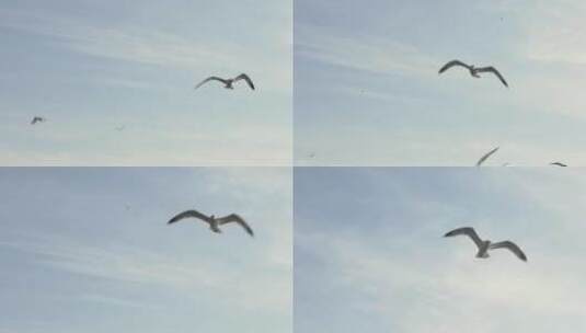 实拍海鸥翱翔天空视频mov高清在线视频素材下载