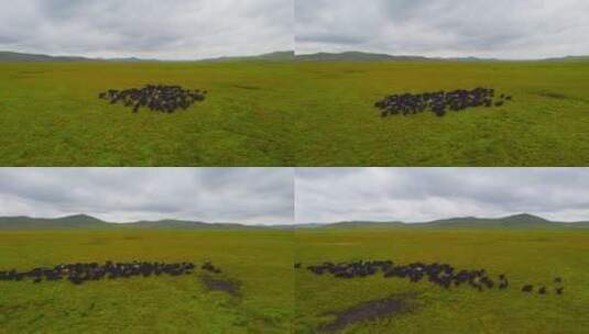 甘南草原夏季牦牛羊群4K航拍高清在线视频素材下载