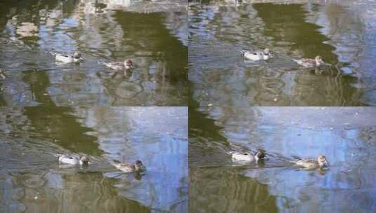 北京初春在公园水面上觅食的野鸭子高清在线视频素材下载