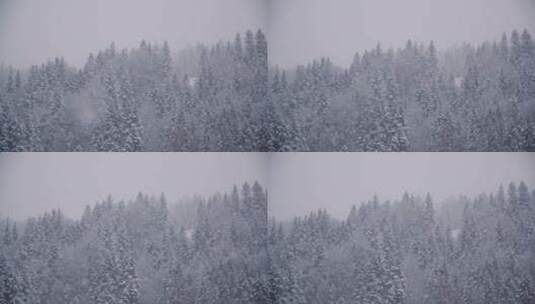 白雪覆盖的树木景观高清在线视频素材下载