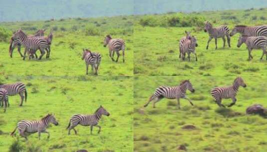 斑马在非洲的田野里玩耍高清在线视频素材下载