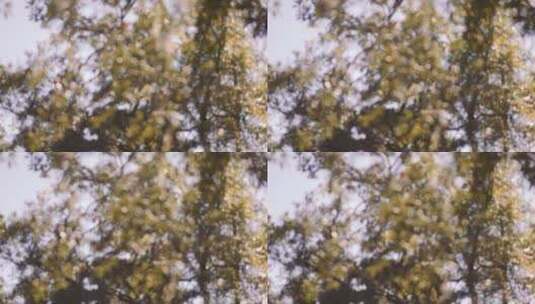 模糊的树枝树叶高清在线视频素材下载