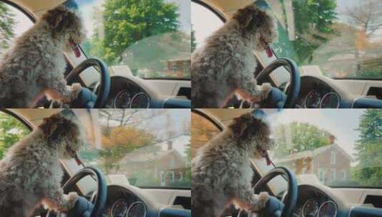 宠物狗开车穿过美国郊区高清在线视频素材下载